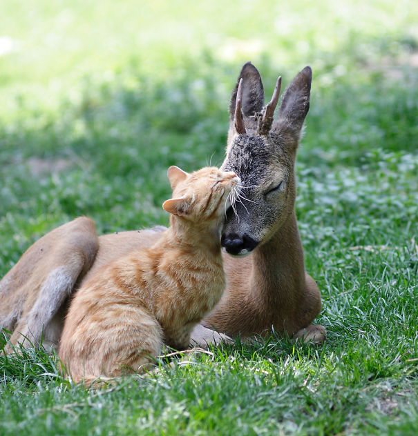 unlikely-sleeping-buddies-animal-friendship-271__605