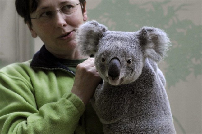 Ők a Fővárosi Állatkert várva várt koalái – fotók