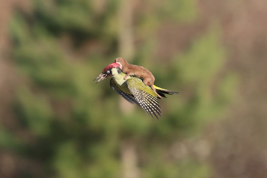 Elképesztő kép egy menyétről, aki egy madár hátán lovagolt