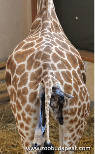 Így hozta világra a zsiráf a kifutón kicsinyét a Fővárosi Állatkertben – fotó