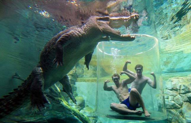 Krokodilok közé merítik a hüllőpark vendégeit