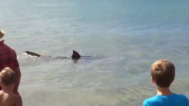 Menekülés helyett videóra vették a gyerekek mellett pár méterre úszkáló cápát