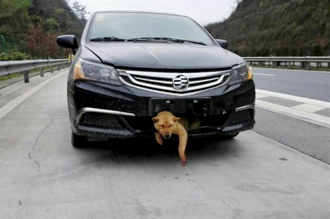 Órákig vitte magával a sofőr az elütött kutyust a lökhárítóba ragadva – fotók