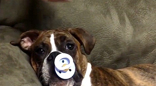 Ez a cuki boxer kutyus csak cumival tud elaludni – videó