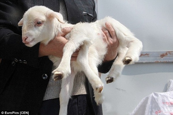 Hatlábú kecske született Kínában