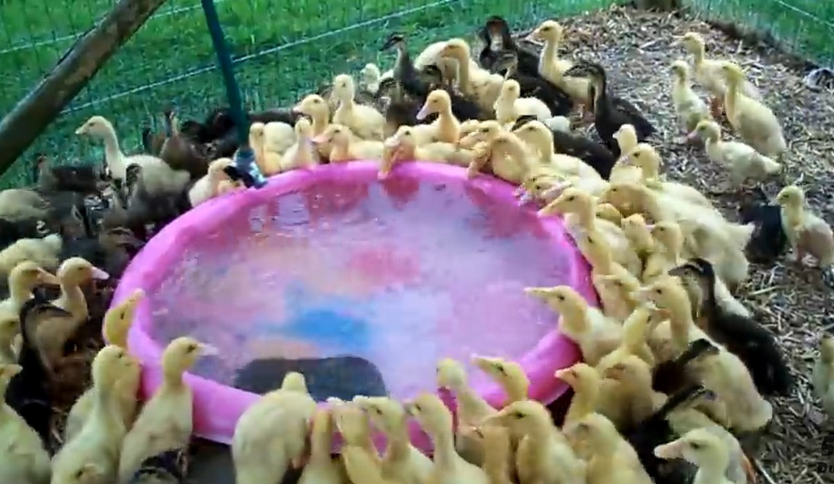 Közel 200 mentett kacsa először lát vizet- videó