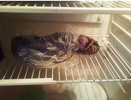 Hűtőszekrénybe tette az elpusztult különös lényt