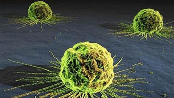 Rákos sejtekkel harcoló fehérjéket fedeztek fel izraeli tudósok