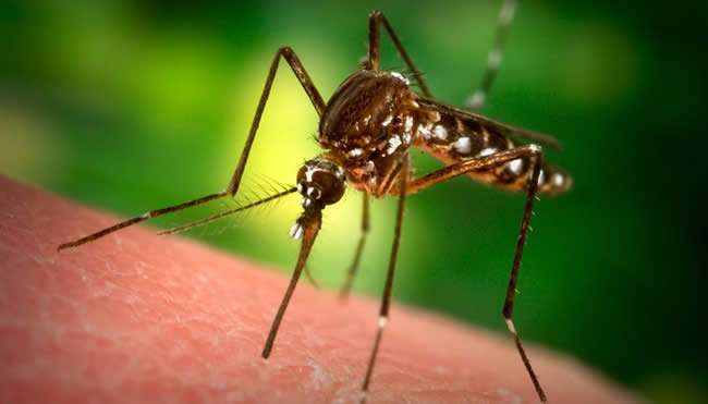 Több lett a szúnyog és a kullancs Magyarországon