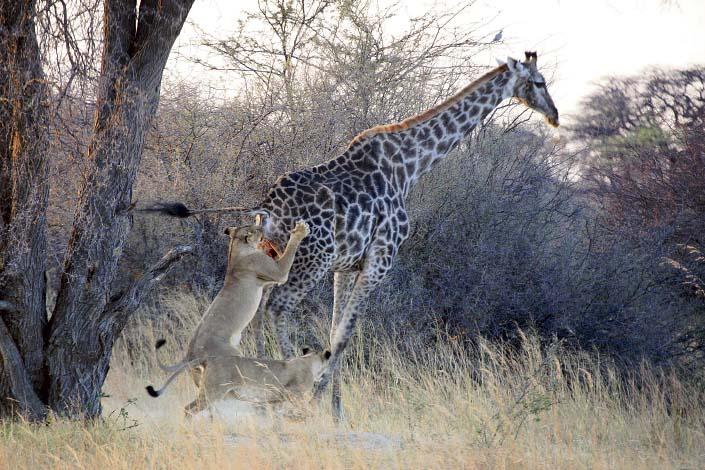 Az éhes oroszlánlány egymaga terítette le az óriási zsiráfot – fotók