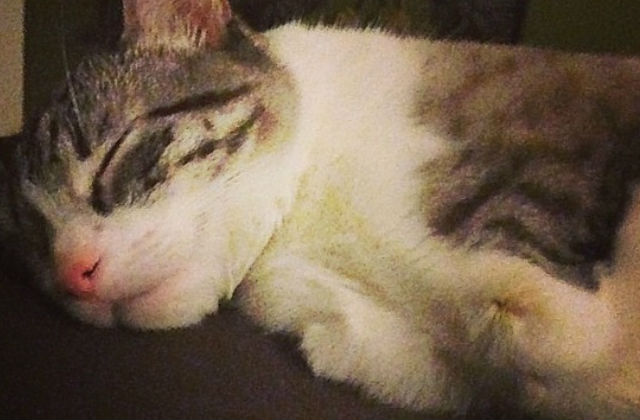 Kétlábú cica az új sztár az interneten – fotók