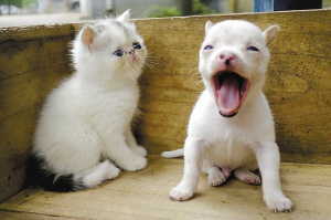 Kutyakölyke született egy macskának Kínában? – fotók