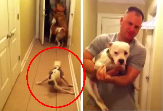 Megható - így örült 6 hónap után hazatérő gazdájának a lebénult kutyus – videó