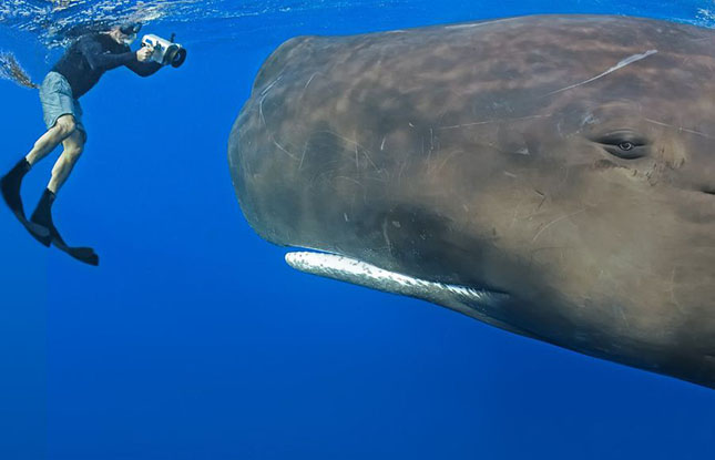 Egy óriási ámbráscetet táncoltat meg a bálnasuttogó – videó