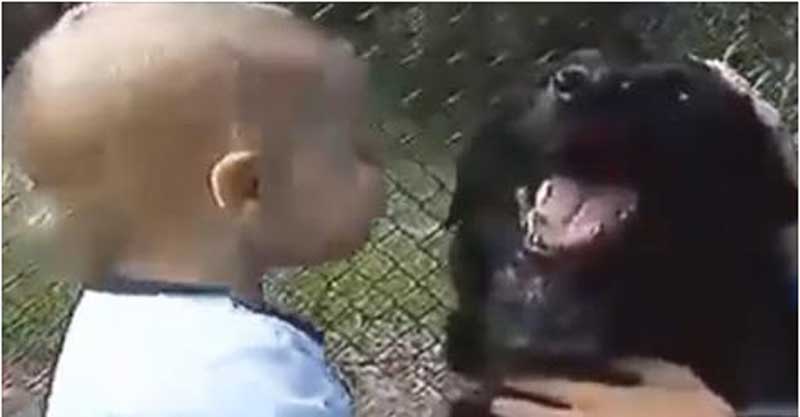 A család kutyája buktatta le a gyereket bántalmazó bébiszittert - videó