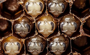 Elképesztő videó a méhek első 21 napjáról