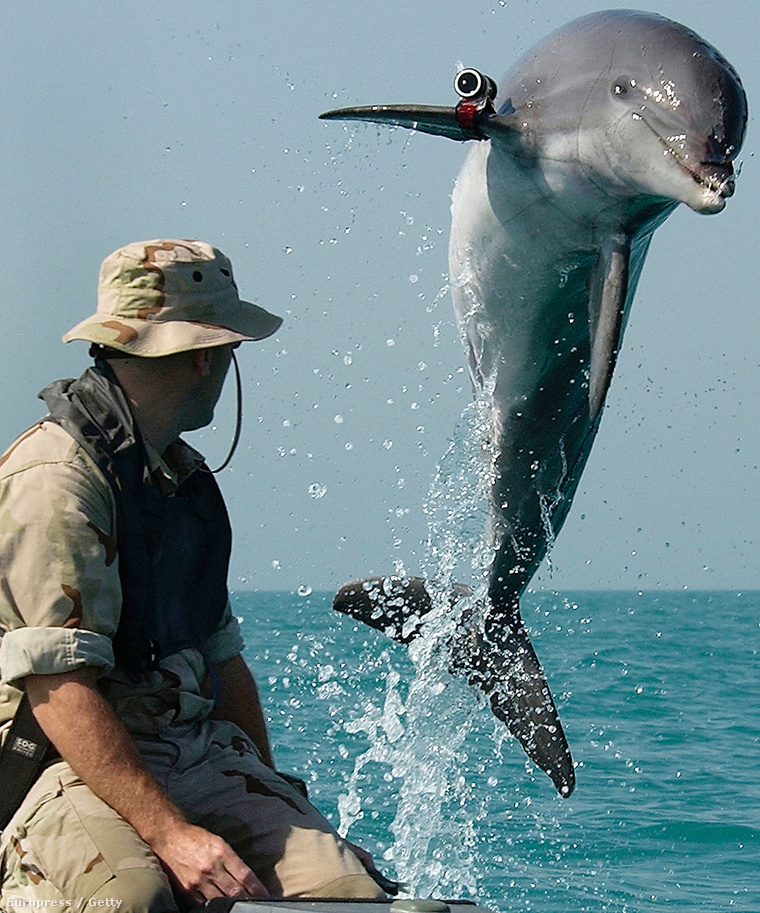 Delfinek őrzik a világ legnagyobb nukleáris fegyvereit
