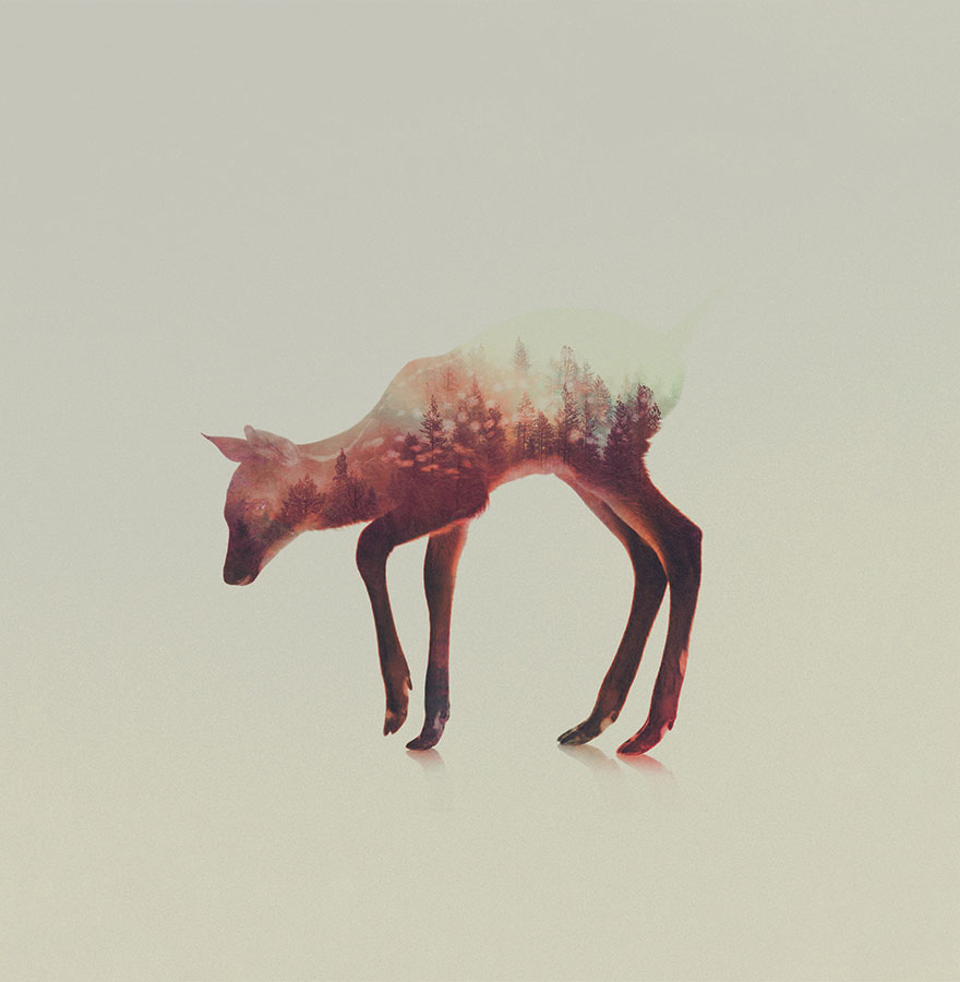double-exposure-animal-photography-andreas-lie-14__880