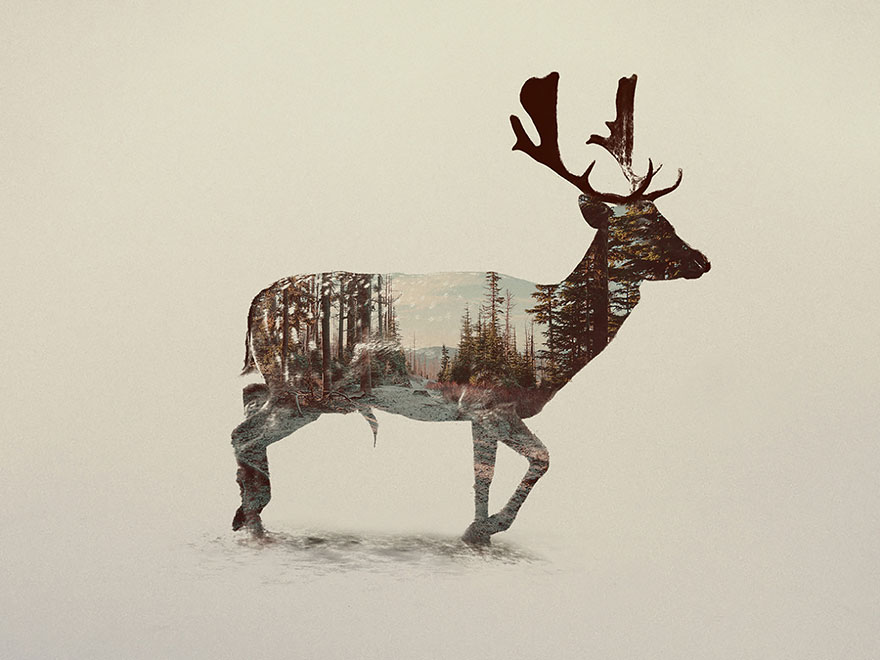 double-exposure-animal-photography-andreas-lie-17__880