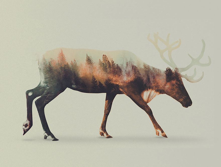 double-exposure-animal-photography-andreas-lie-4__880