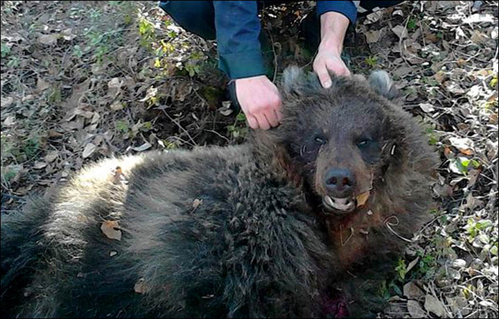 Medve sebezte meg súlyosan és ásta el élve az 55 éves nőt – sokkoló képek 18+