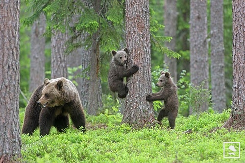 Gyarapodott a medvepopuláció a székelyföldi Hargita megyében