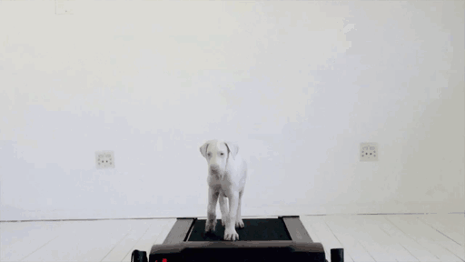 rescued-puppy-growing-up-dave-meinert-gif2