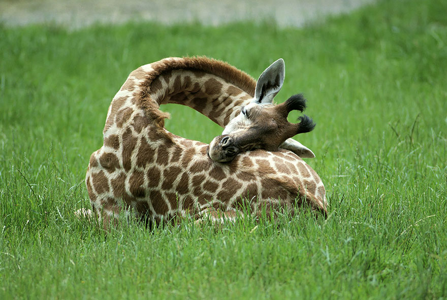 Aranyos fotók! Így alszanak a zsiráfok
