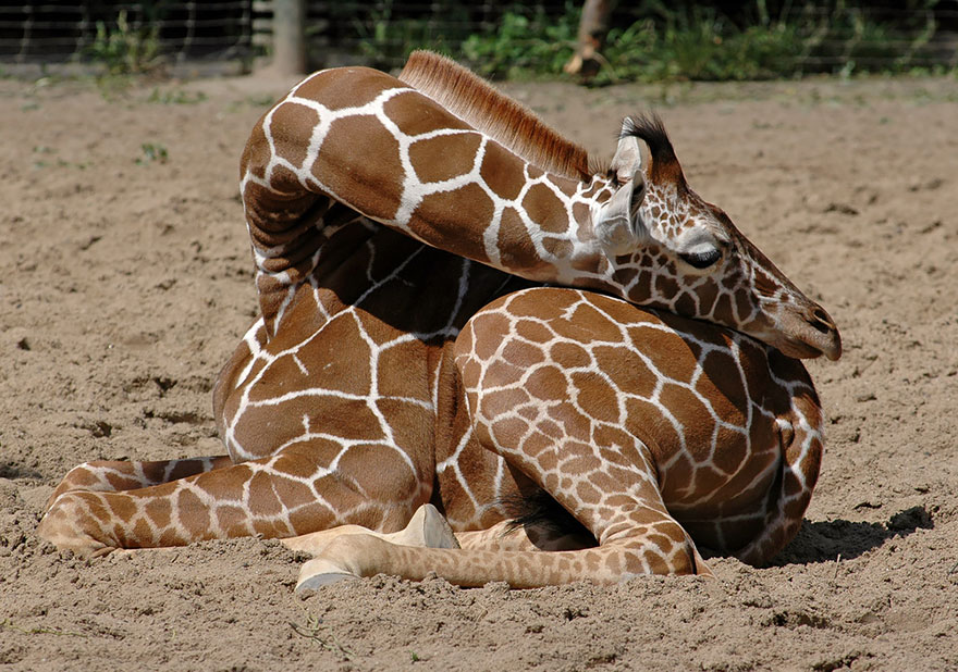 sleeping-giraffes-7__880
