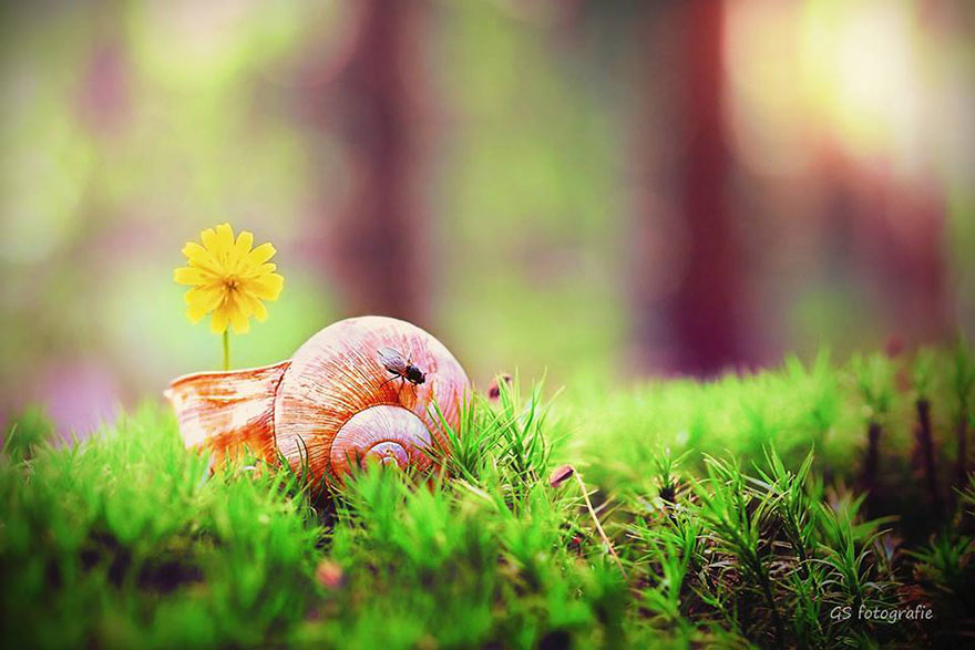 snail-photography-gabi-stickler-2
