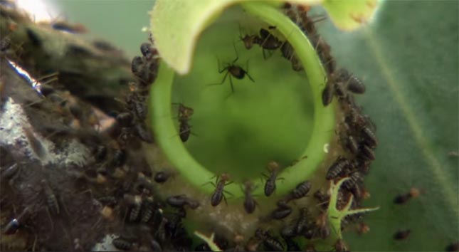 Akik irtóznak a hangyáktól, ez a növény a kedvencük lehet – videók