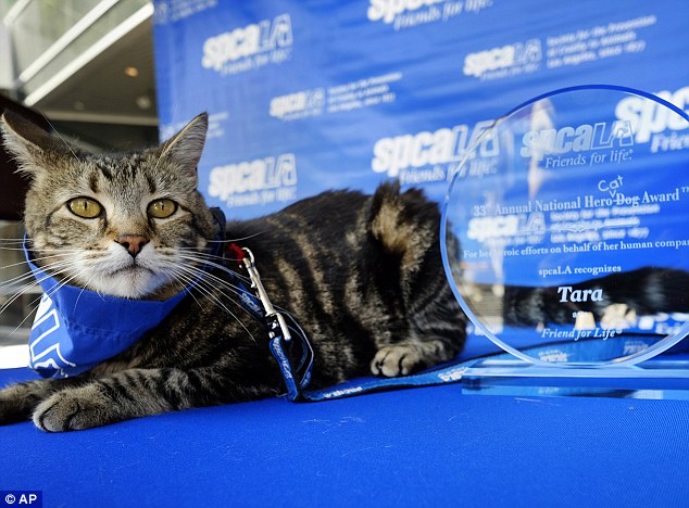 Életmentő cica kapta meg a hős kutya díjat 2015-ben – videó