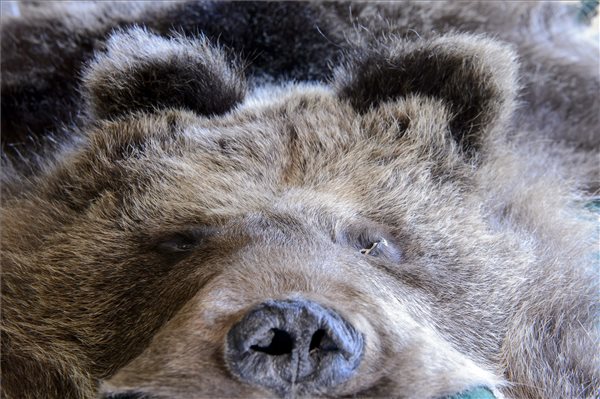 Vádemelést javasol a rendőrség egy barna medve kilövői ellen