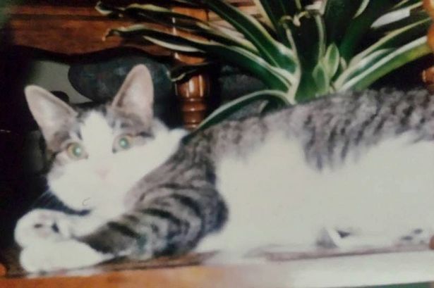 16 év után találták meg a cicáját, de megrázó dolog történt
