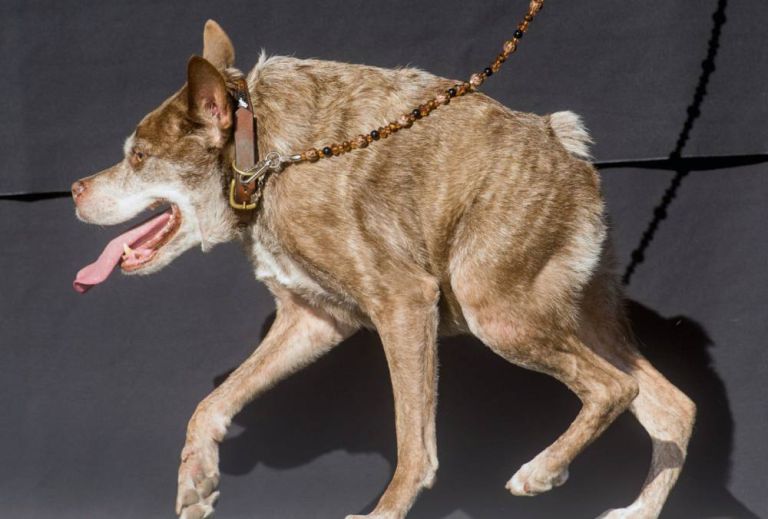 Quasi Modo lett 2015-ben a világ legcsúnyább kutyája – videó