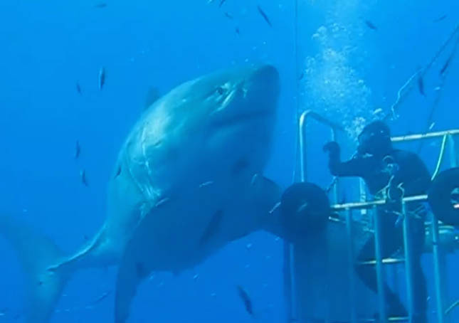 Giga méretű fehér cápát kaptak lencsevégre Mexikóban – videó