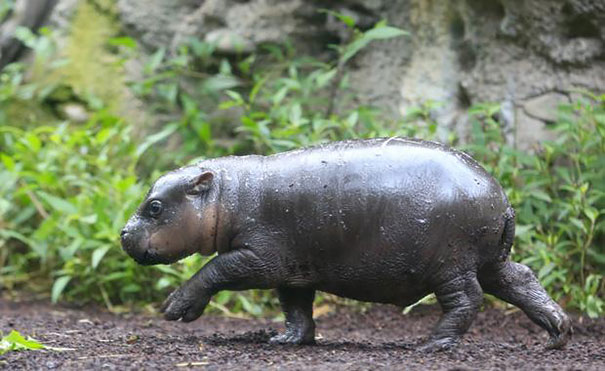 cute-baby-pygmy-hippopotamus-obi-melbourne-zoo-australia-5