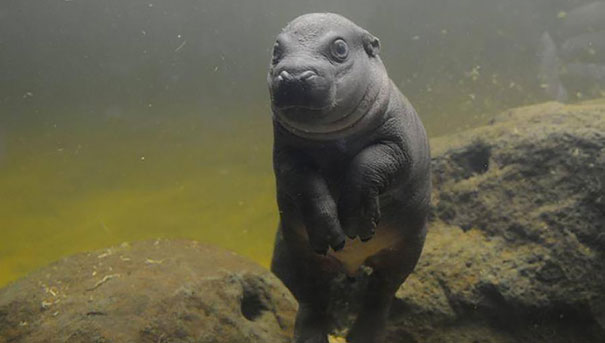 cute-baby-pygmy-hippopotamus-obi-melbourne-zoo-australia-8