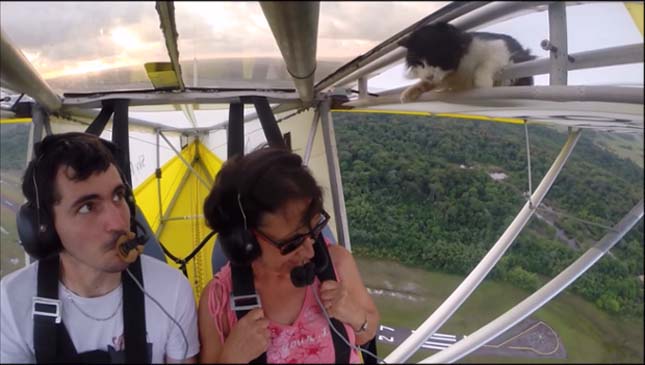 Cica utazott potyautasként egy kisrepülőn – videó