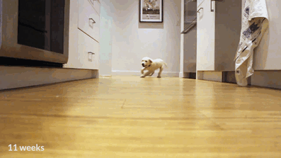 Vicces videó vacsoráért futó kutyákról