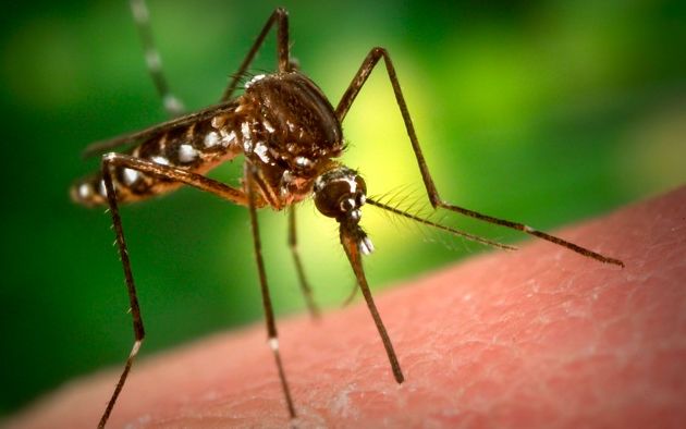 Érv a szerelem ellen – A szúnyogok jobban szeretik a szerelmesek vérét szívni