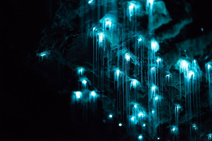 waitomo-glowworm-cave-new-zealand-joseph-michael-8__880