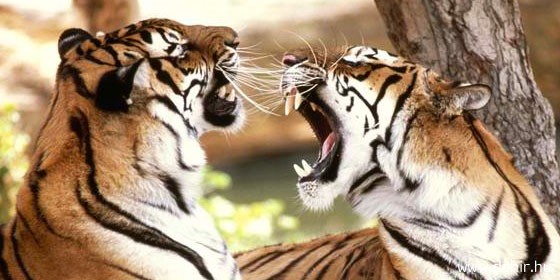 Mindössze száz bengáli tigris maradt a bangladesi Sundarbans erdőben