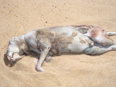 This photo of the "Montauk Monster" was taken by Christina Pampalone. Photo received on July 31, 2008.