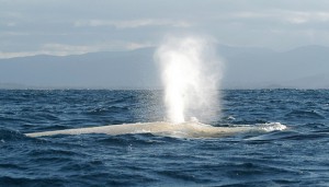 Új-Dél-Wales, 2006. június 27. Migaloo, a világ eddig egyetlen ismert albínó hosszúszárnyú bálnája úszik észak felé,  melegebb vizek felé az Új-Dél-Wales állambeli Cape Byron és Kingscliff között 2006. június 26-án. Az állatot különlegessége miatt senki sem közelítheti meg 500 méteren belül vizen és 607 méteren belül levegõbõl írásbeli engedély nélkül. A Migaloo szó az ausztrál õslakosok nyelvén fehér fickót jelent. A különleges tengeri emlõs 1991-ben bukkant fel elõször Queensland partjainál. (MTI/EPA/Southern Cross University Whale Research Centre/)