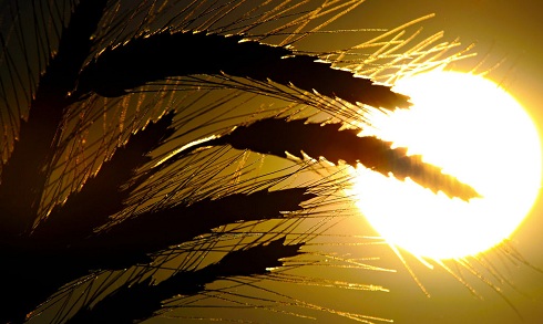 Getreide im Sonnenuntergang