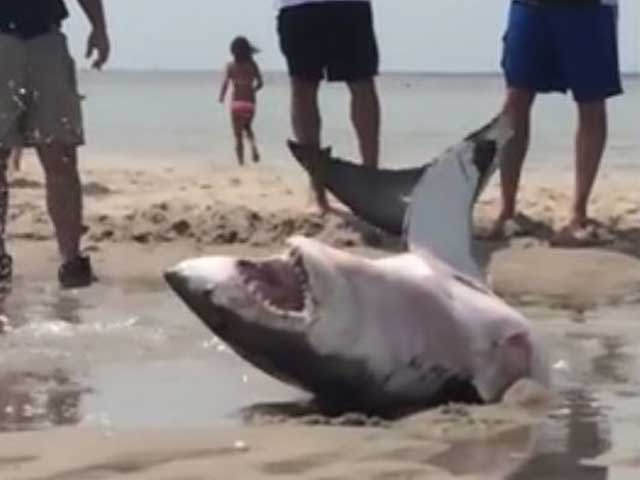 Fehér cápát mentettek a fürdőzők a vízparti homokból - videó