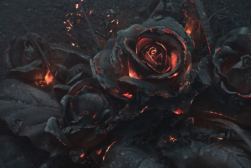 Szépséges képek egy csokor lángoló rózsáról