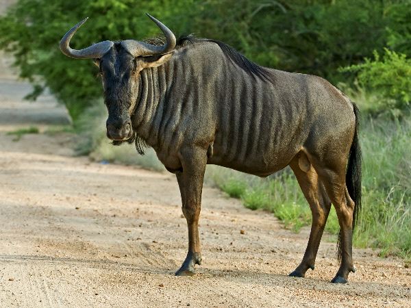 The_Blue_Wildebeest_in_Africa_600
