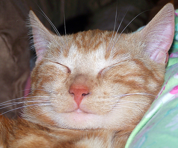 XX-Smiling-Cats-10__605